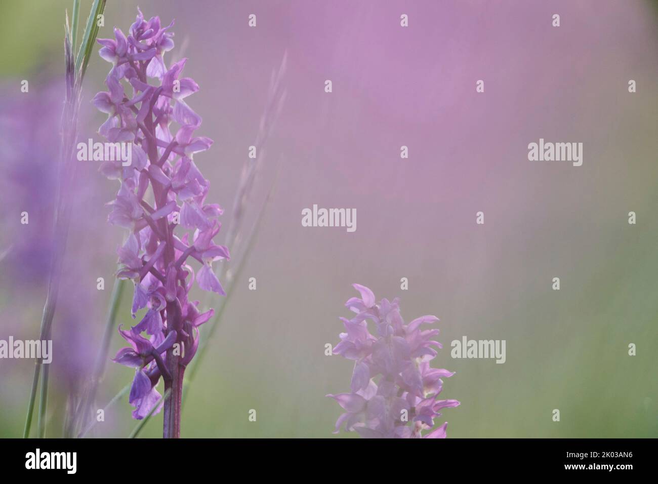 Flower, marsh orchid, native orchid Stock Photo