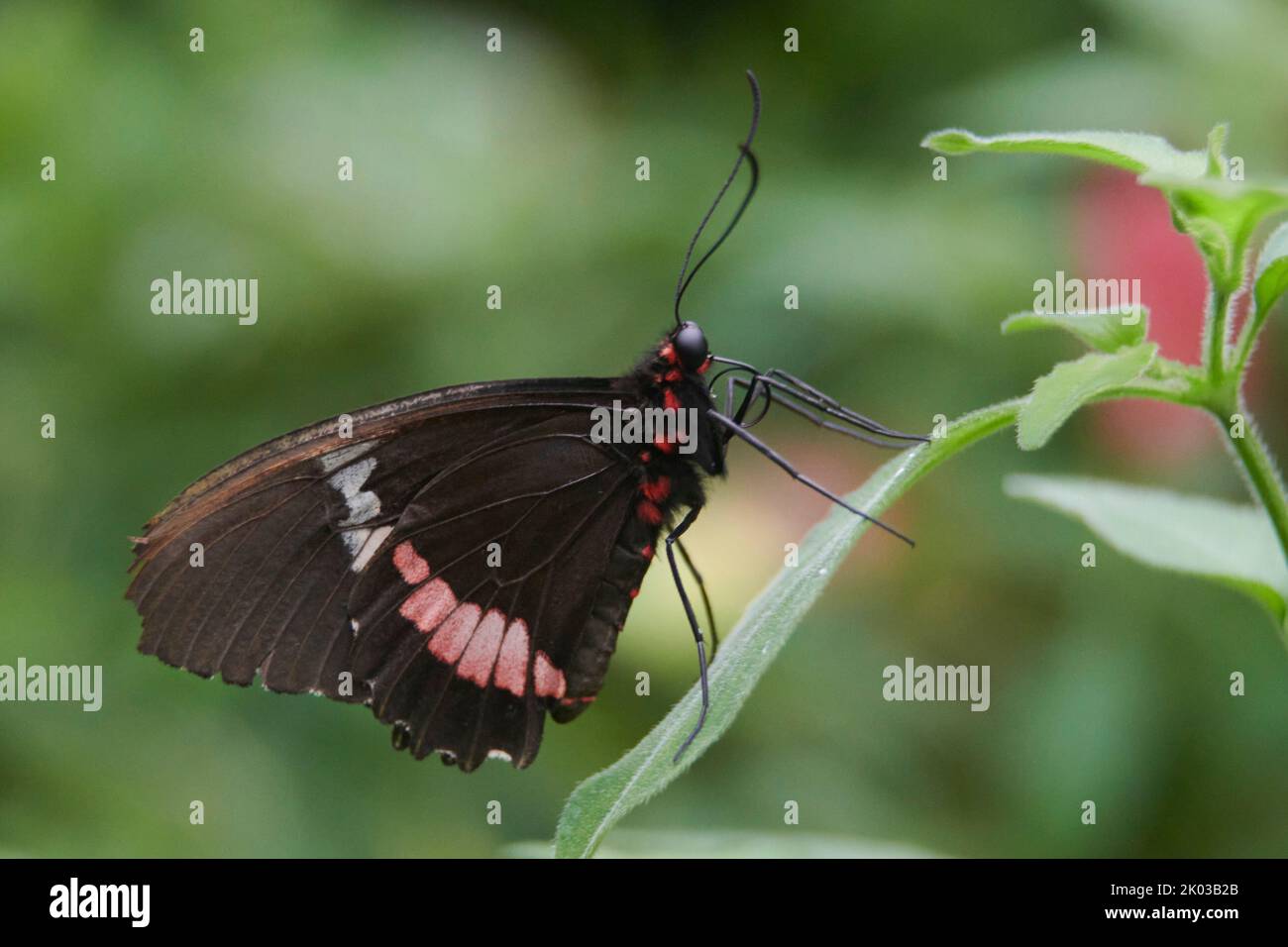 Butterfly on a plant Stock Photo