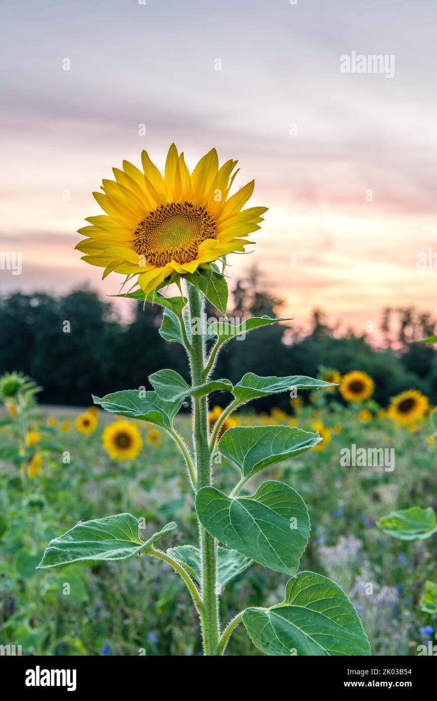 Sunflower field in the sunset Stock Photo - Alamy