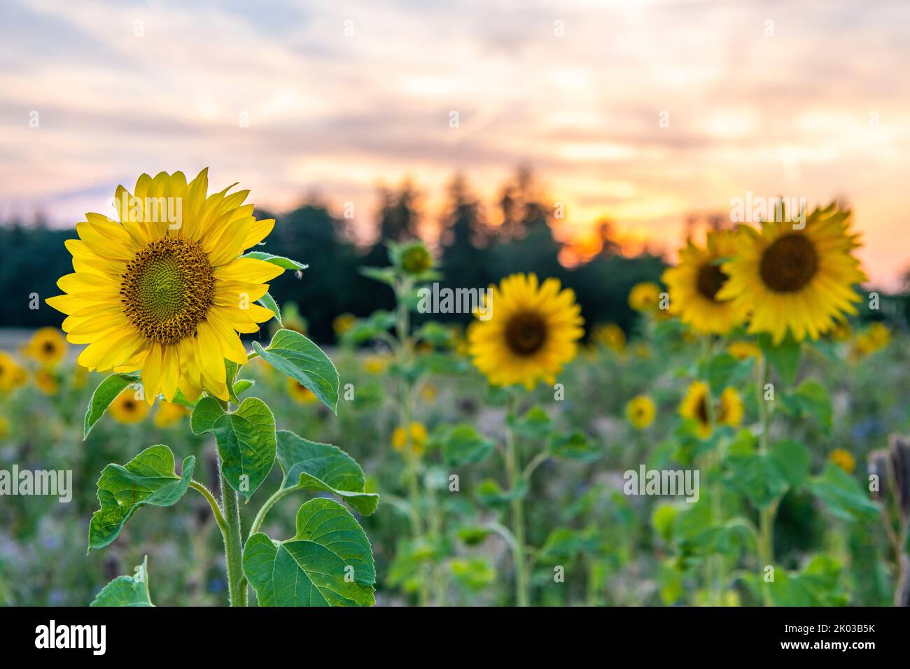 Sunflower field in the sunset Stock Photo - Alamy