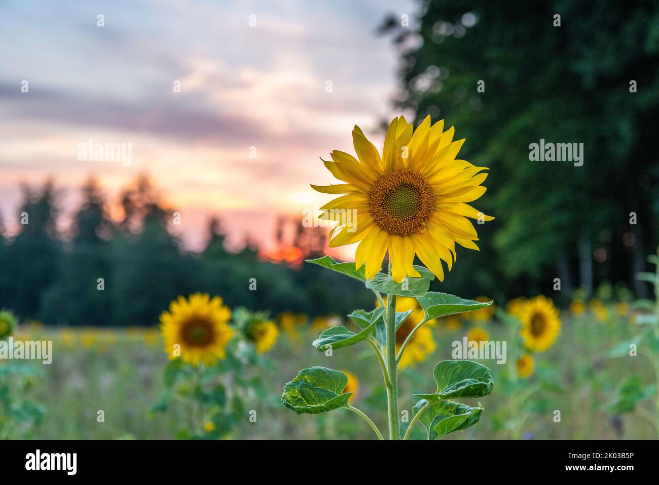 Sunflower field in the sunset Stock Photo - Alamy