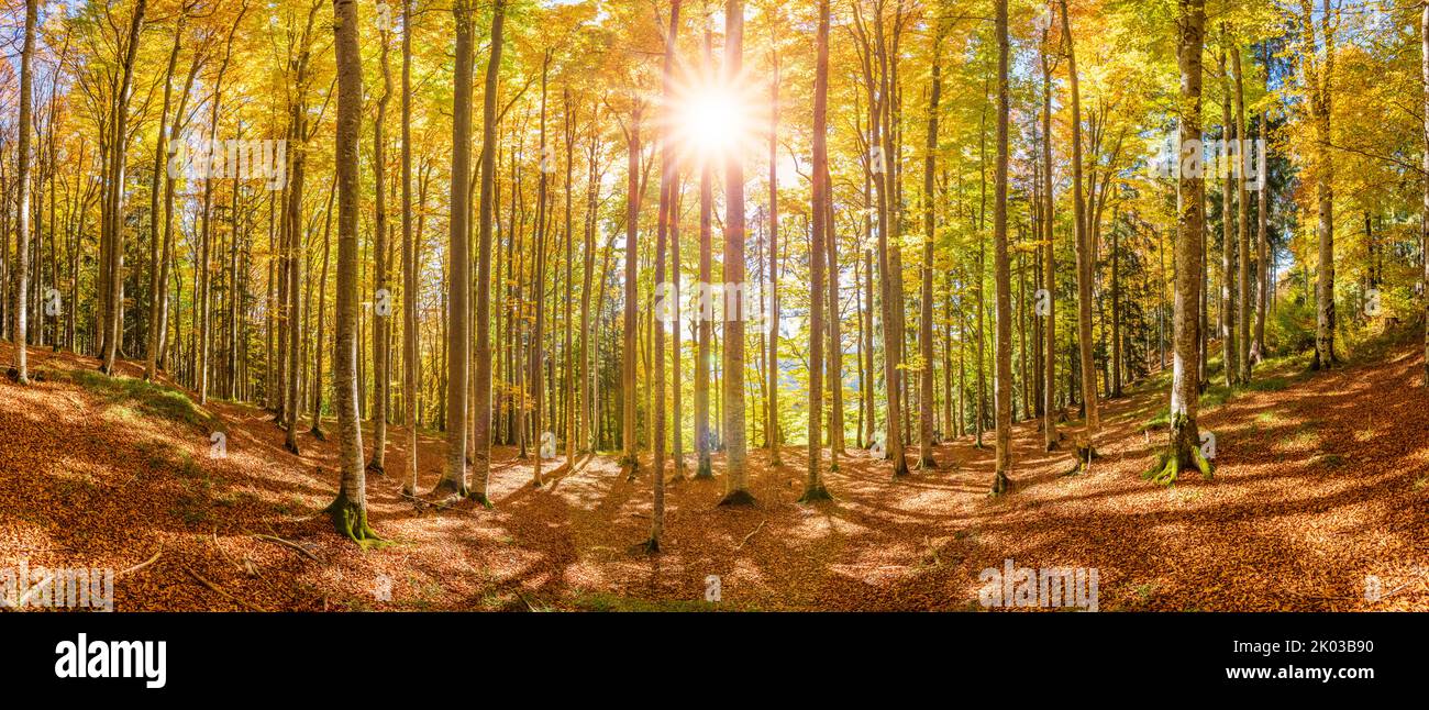 Autumn in forest with sun backlit Stock Photo