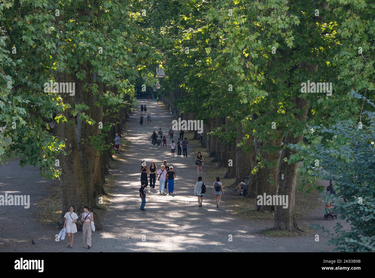 Germany, Baden-Wuerttemberg, Tübingen, Neckar island, plane trees avenue, walker Stock Photo
