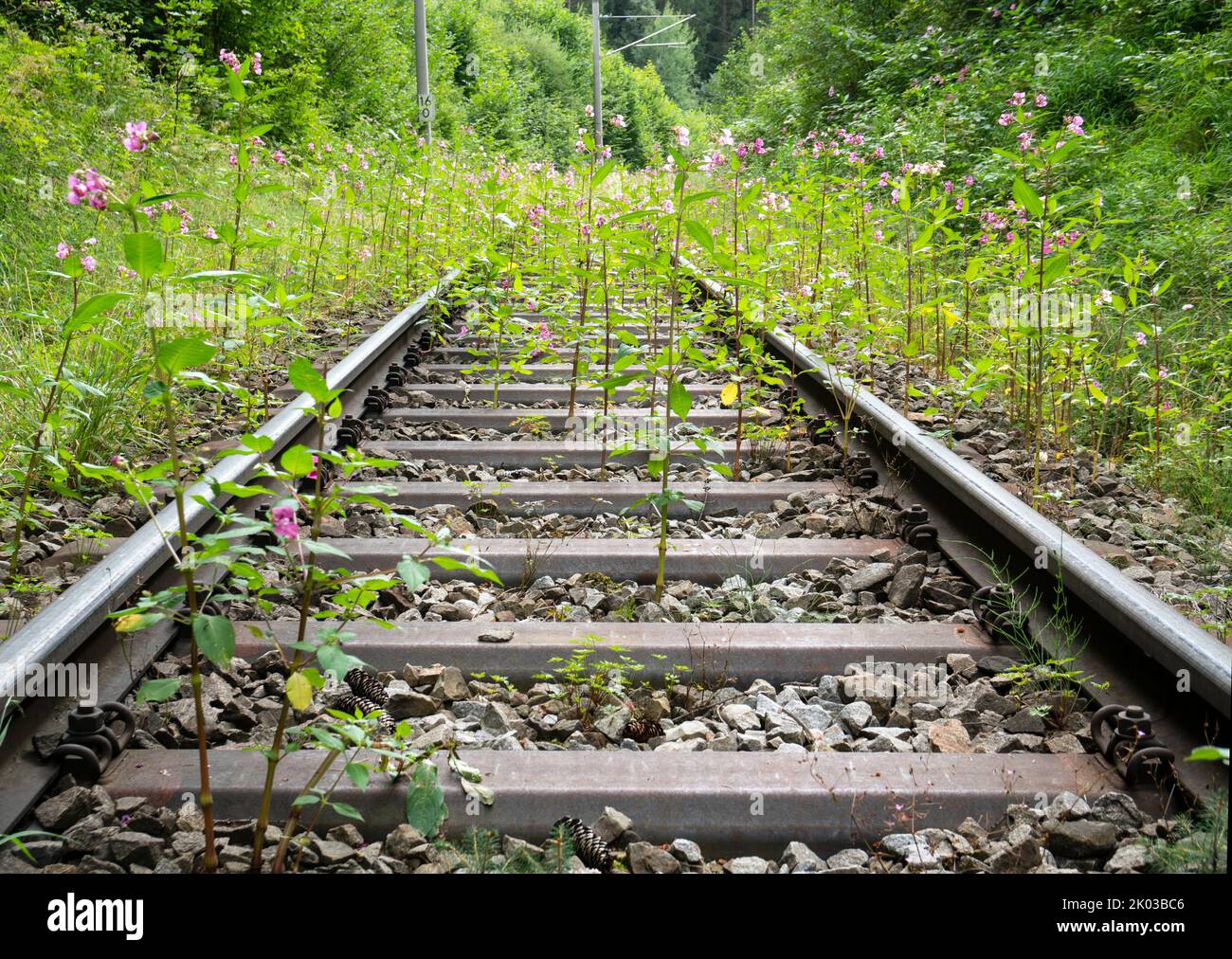 Temporarily disused railroad line overgrown with vegetation between Oberammergau and Murnau, near Saulgrub Stock Photo