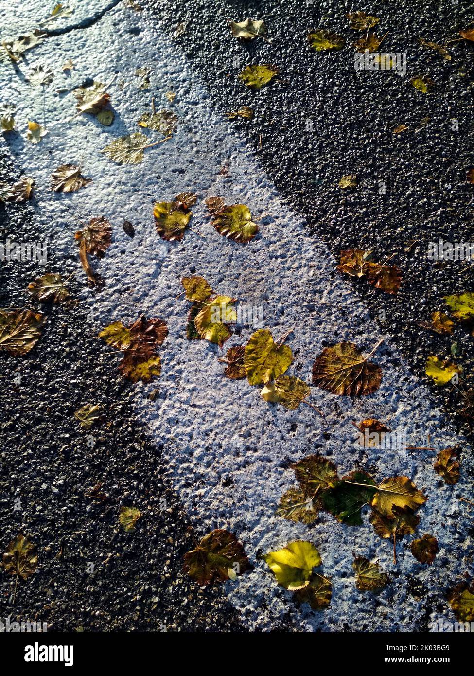 Autumn leaves on the wet asphalt Stock Photo - Alamy