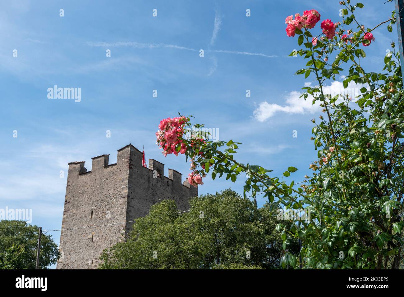 Powder tower, roses, spa town Merano, South Tyrol, Italy Stock Photo