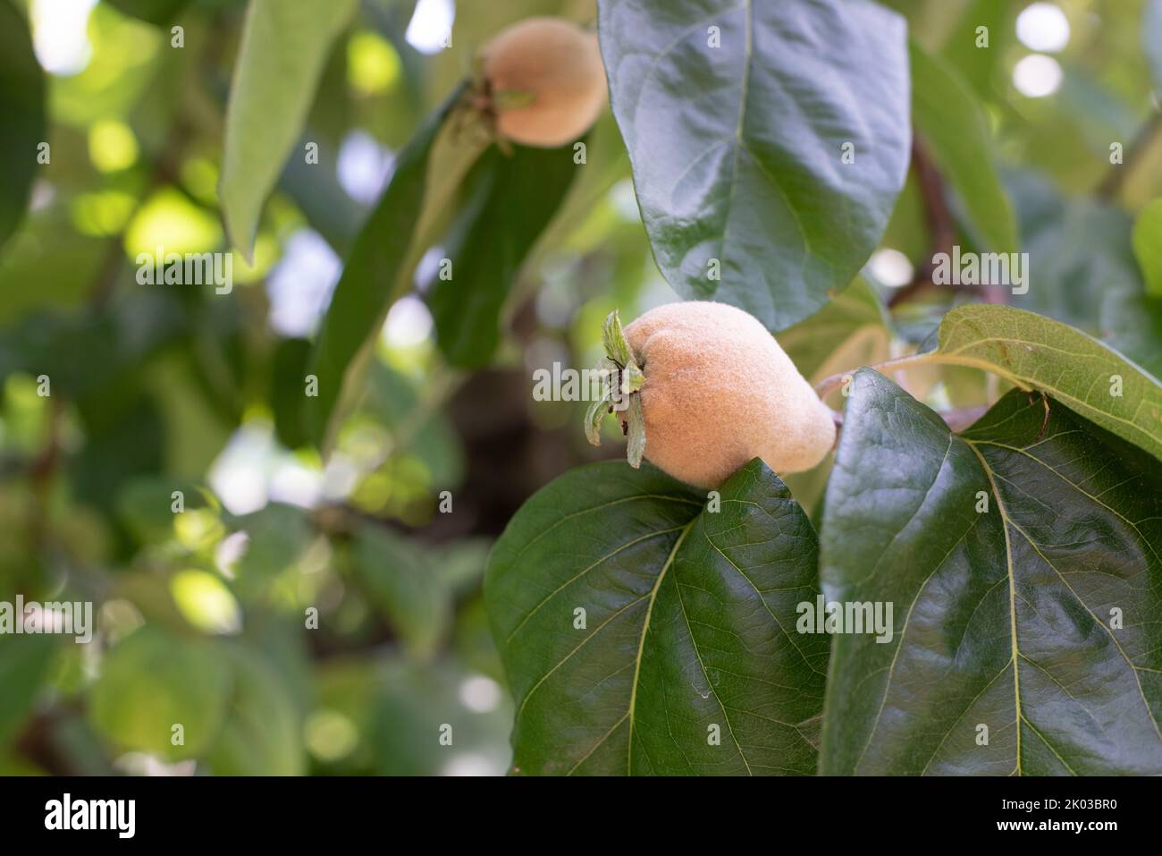 Pears, fruit growing area, Algund, South Tyrol, Italy Stock Photo