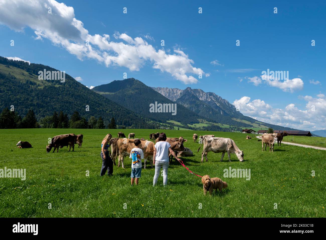 Tourists with dog petting cows, alpine cows, Walchsee, Tyrol, Austria Stock Photo