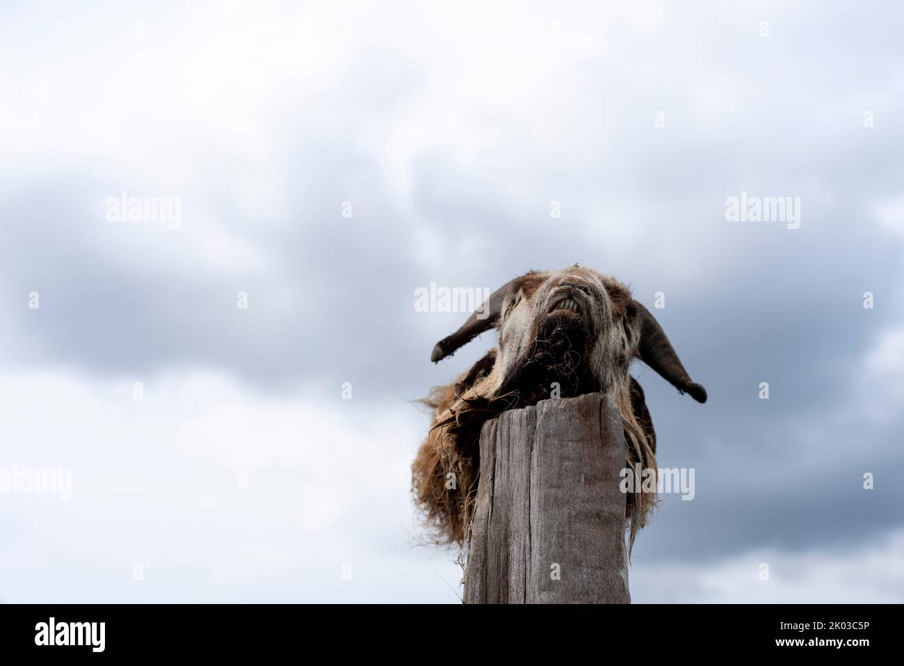 Goat head, carcass, wooden stake, Germany Stock Photo