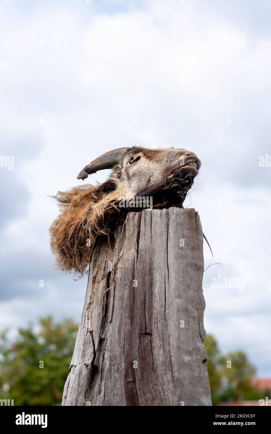 Goat head, carcass, wooden stake, Germany Stock Photo