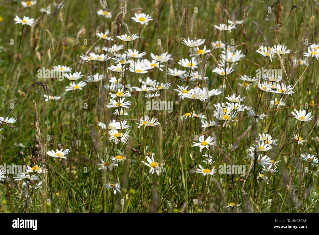 Meadow daisy, Leucanthemum vulgare, Chrysanthemum leucanthemum, Early daisy, Daisy Stock Photo