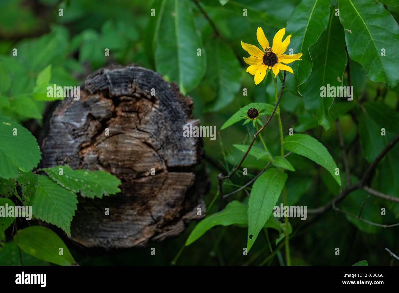 A closeup shot of a black-eyed Susan flower growing next to an old tree stump in the garden Stock Photo