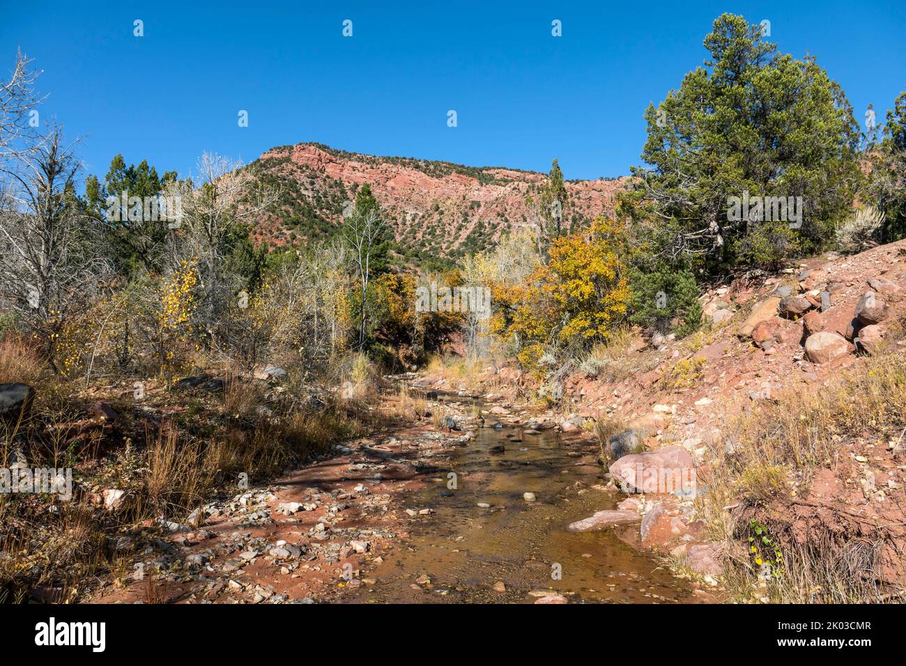 Zion National Park is located in southwestern Utah on the border with Arizona. It has an area of 579 kö² and lies between 1128 m and 2660 m altitude. At Taylor Creek different habitats like desert, floodplain forest, forest and conifer forest show up. Stock Photo