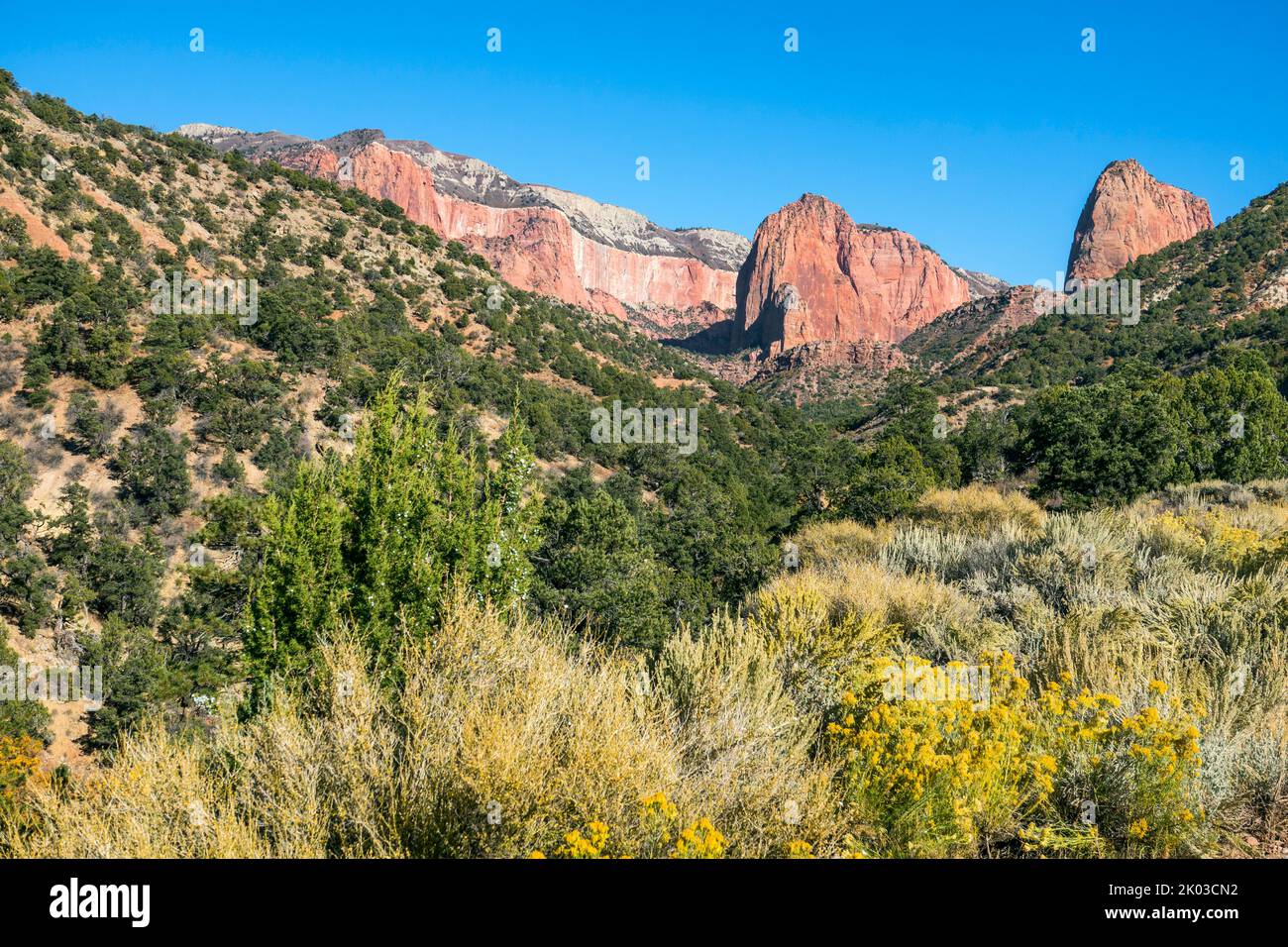 Zion National Park is located in southwestern Utah on the border with Arizona. It has an area of 579 kö² and lies between 1128 m and 2660 m altitude. At Taylor Creek different habitats like desert, floodplain forest, forest and conifer forest show up. Stock Photo