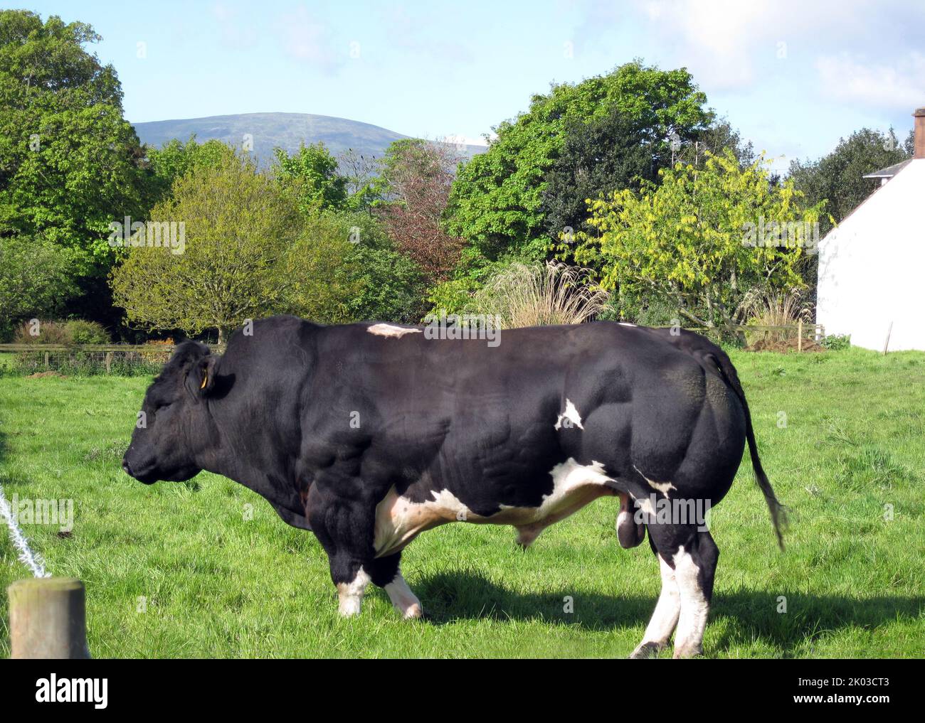 black & white bull in enclosure (Dumfries & Galloway, Scotland) Stock Photo