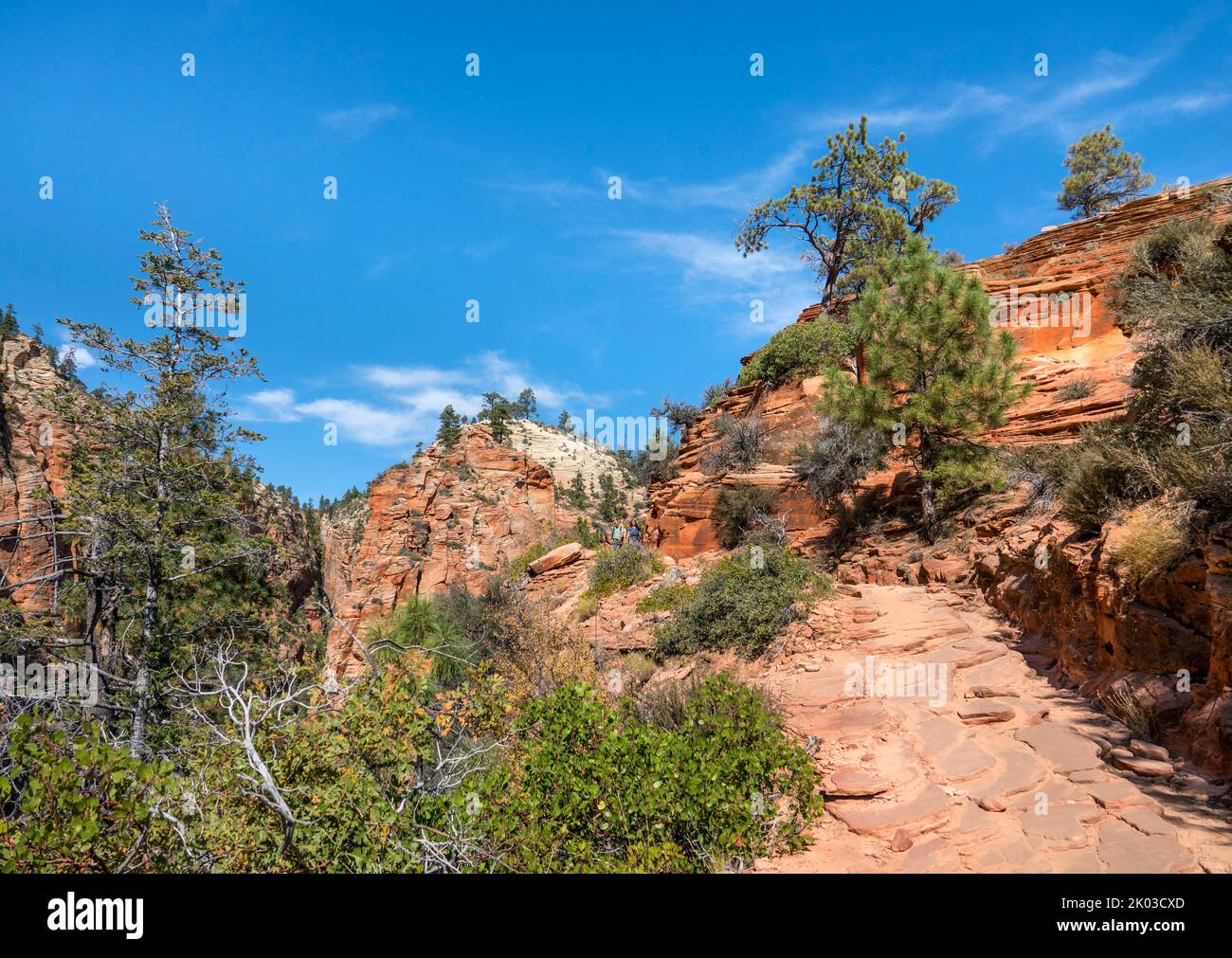 Zion National Park is located in southwestern Utah on the border with Arizona. It has an area of 579 kö² and lies between 1128 m and 2660 m altitude. Hiking trail at the West Rim Trail. Stock Photo
