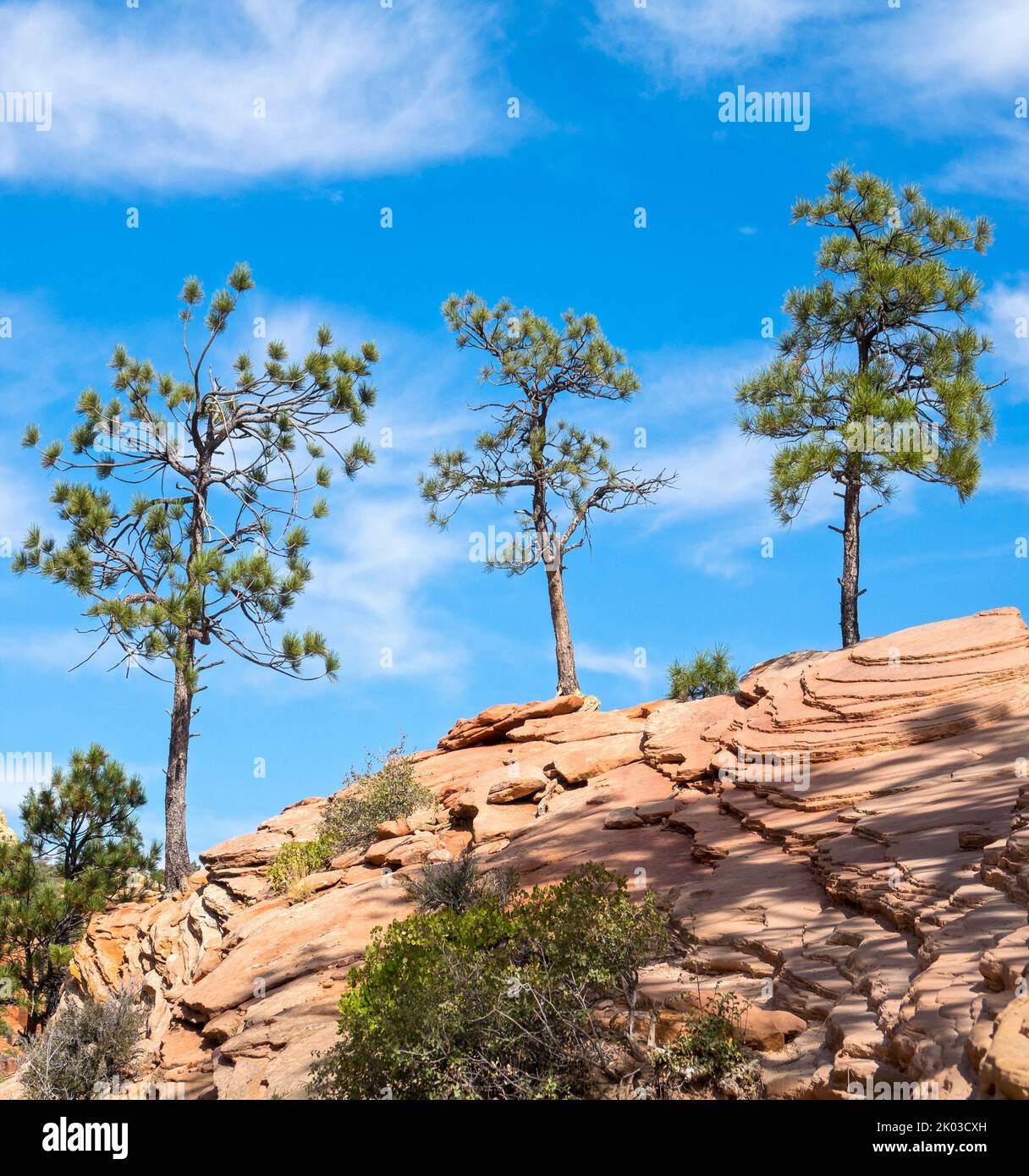 Zion National Park is located in southwestern Utah on the border with Arizona. It ha an area of 579 kö² and lies between 1128 m and 2660 m altitude. Three pine trees on rock at Angels Landing Trail. Stock Photo