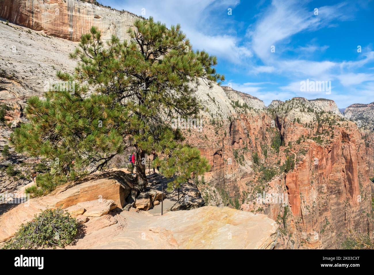 Zion National Park is located in southwestern Utah on the border with Arizona. It has an area of 579 kö² and lies between 1128 m and 2660 m altitude. Freestanding pine tree at Angels Landing Stock Photo