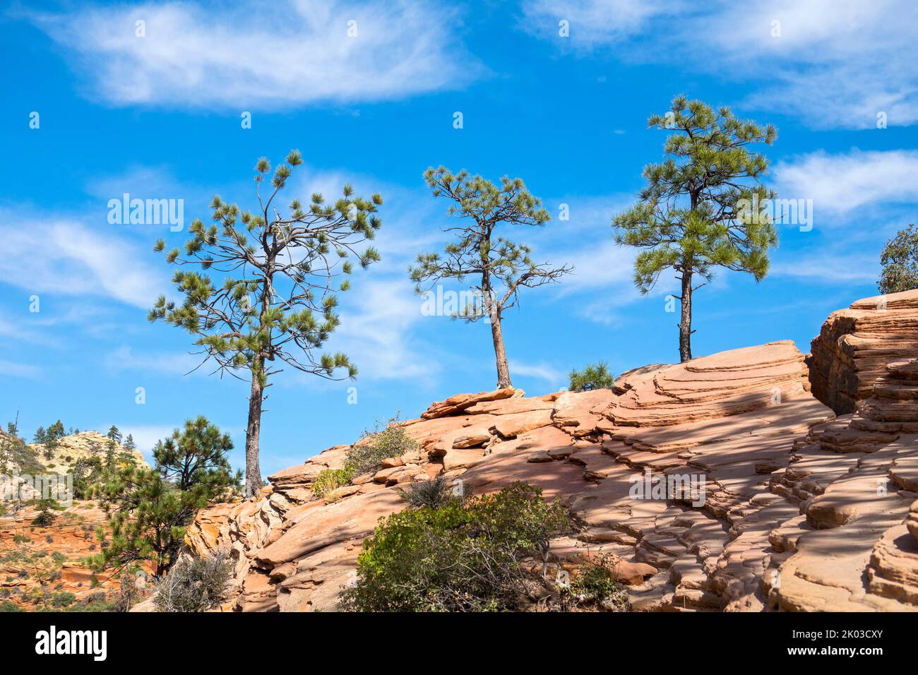 Zion National Park is located in southwestern Utah on the border with Arizona. It ha an area of 579 kö² and lies between 1128 m and 2660 m altitude. Three pine trees on rock at Angels Landing Trail. Stock Photo