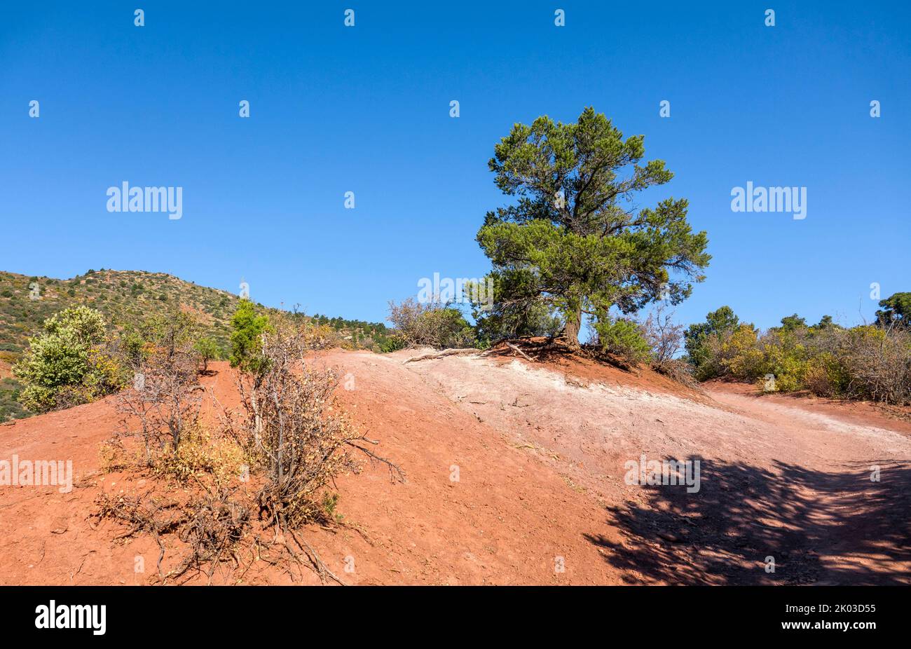 Zion National Park is located in southwestern Utah on the border with Arizona. It has an area of 579 kö² and lies between 1128 m and 2660 m altitude. Pine tree at La Verkin Creek Trail. Stock Photo