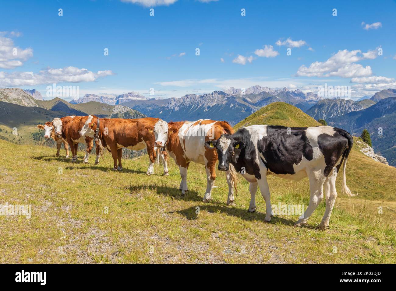 Italy, Trentino, province of Trento, Predazzo, Dos Capel. Group of cows grazing on a mountain pasture with mountains in the background Stock Photo