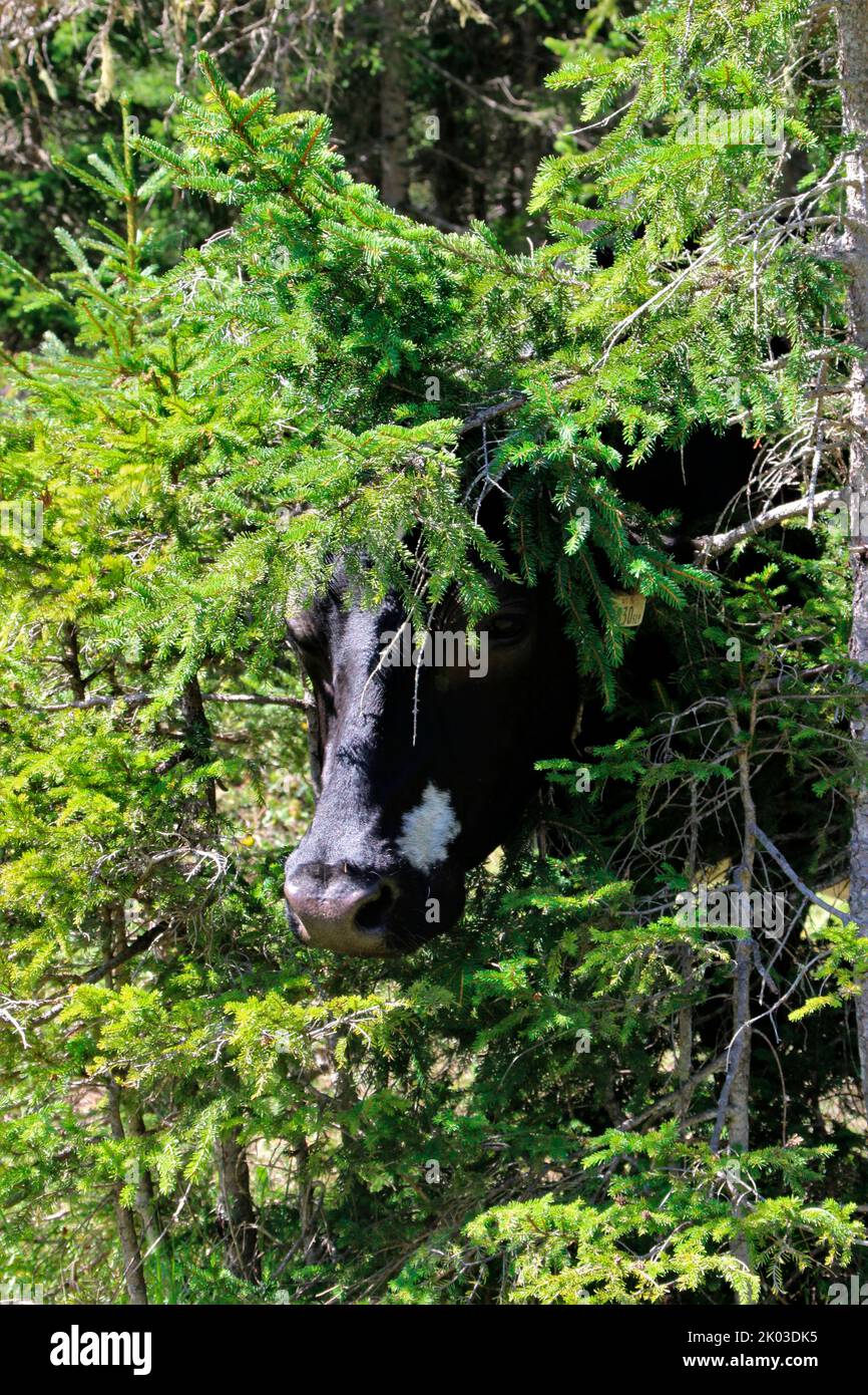 Cow, Holstein breed, hiding in bushes, looking for shade from the sun, Eppzirler Alm, Zirl, Tyrol, Austria Stock Photo