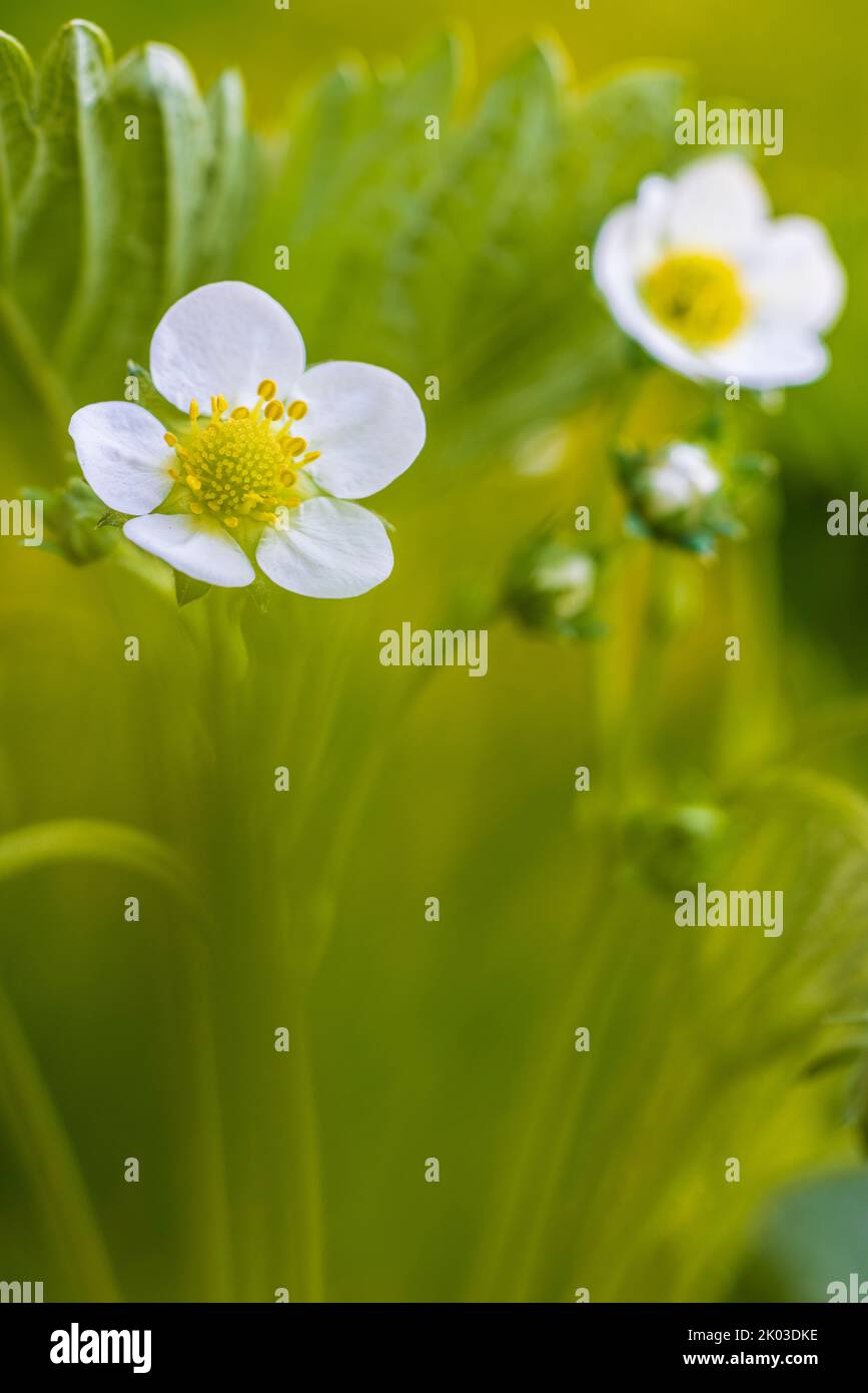 Wild strawberry, flower Stock Photo - Alamy