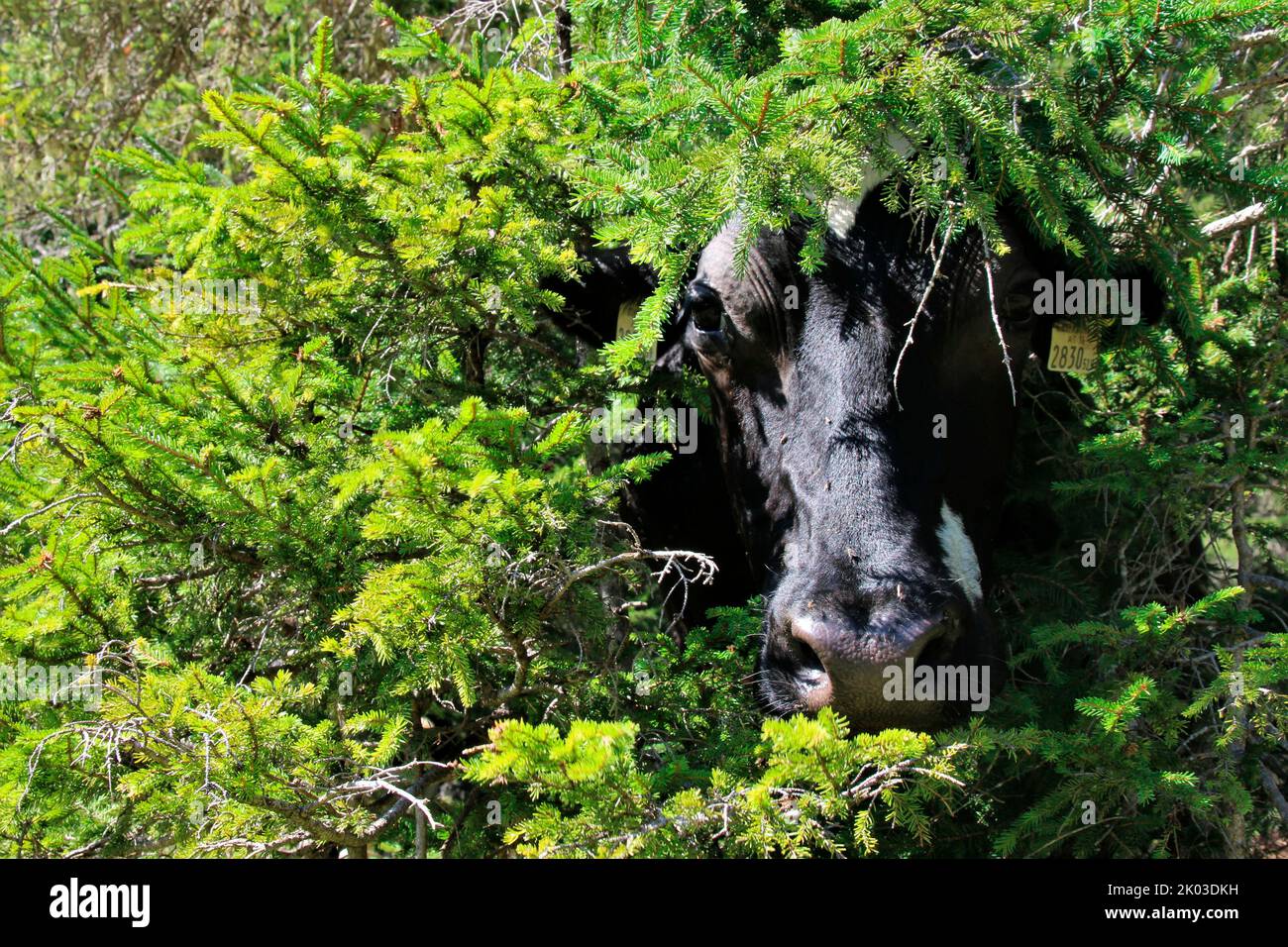 Cow, Holstein breed, hiding in bushes, looking for shade from the sun, Eppzirler Alm, Zirl, Tyrol, Austria Stock Photo