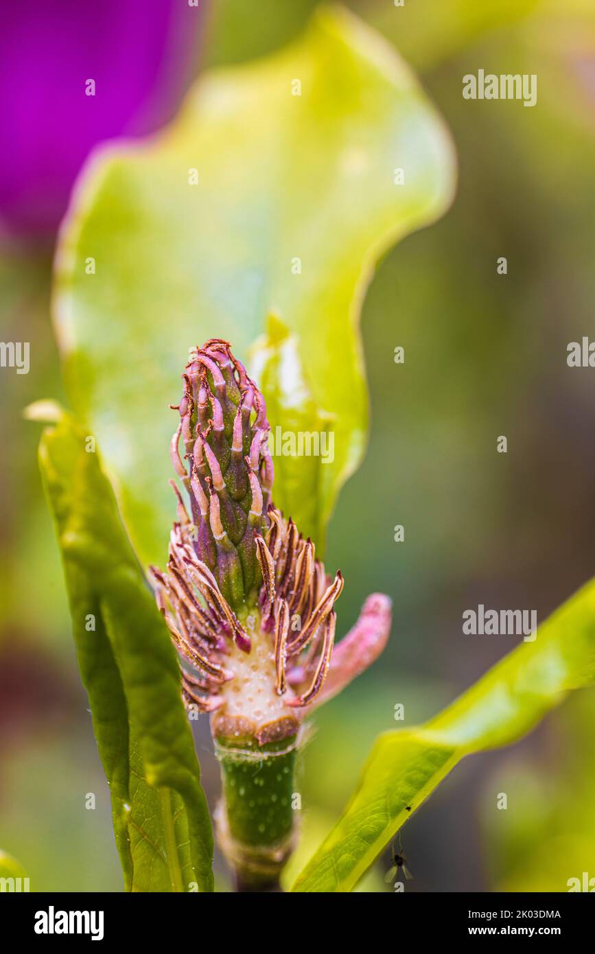 Spring, magnolia bud, Pink Magnolia 'Susan' Stock Photo - Alamy
