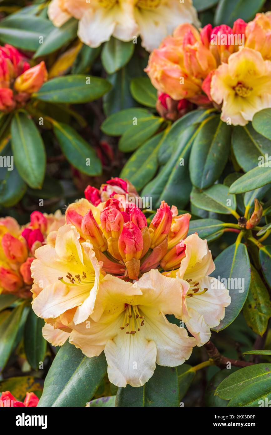 Pale pink and yellow flowering rhododendron bush Stock Photo