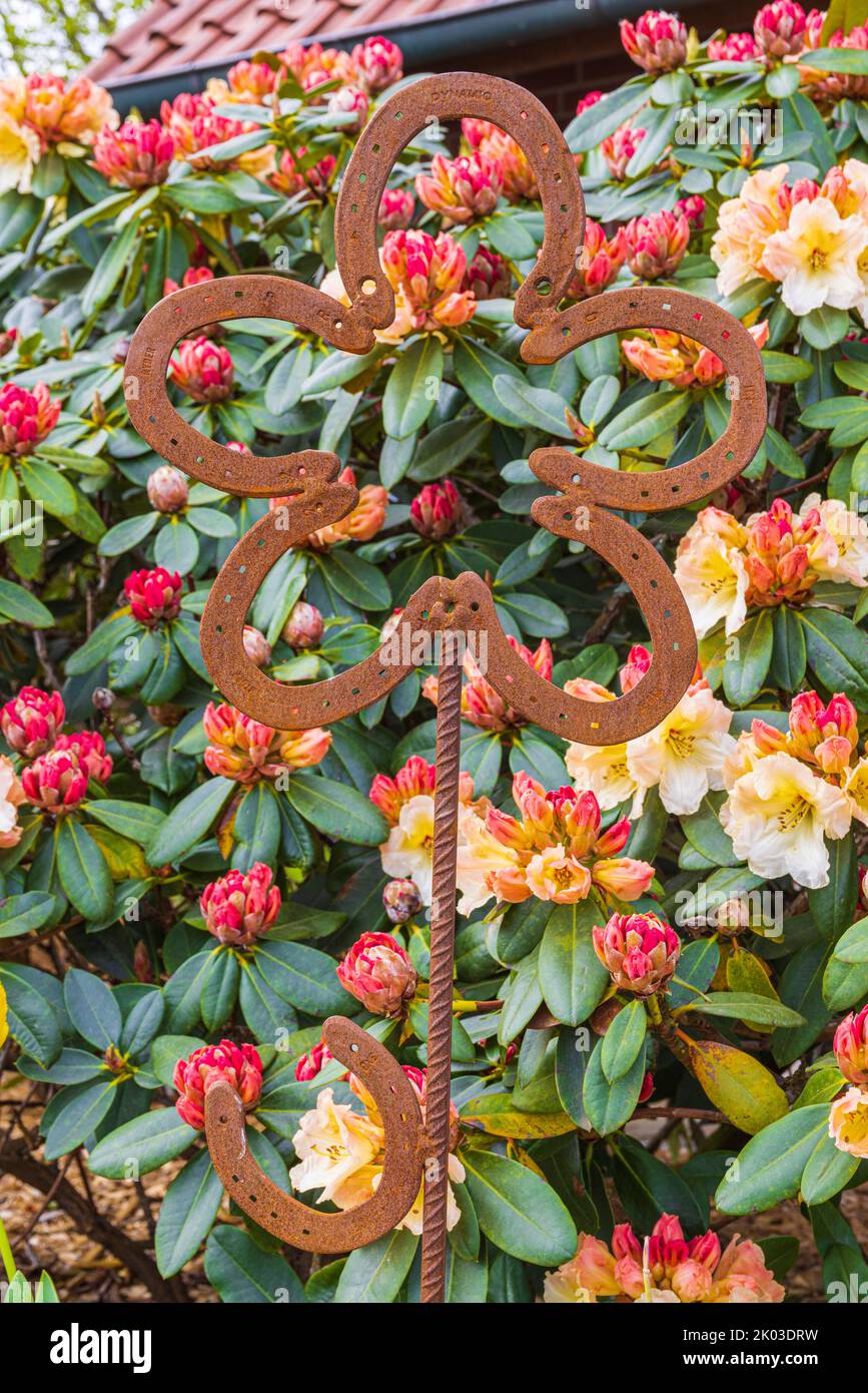 Pale pink and yellow flowering rhododendron bush, flower shaped garden plug Stock Photo
