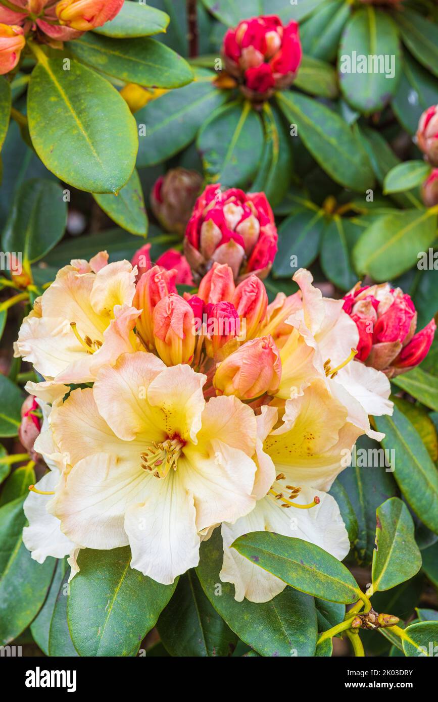 Pale pink and yellow flowering rhododendron bush Stock Photo