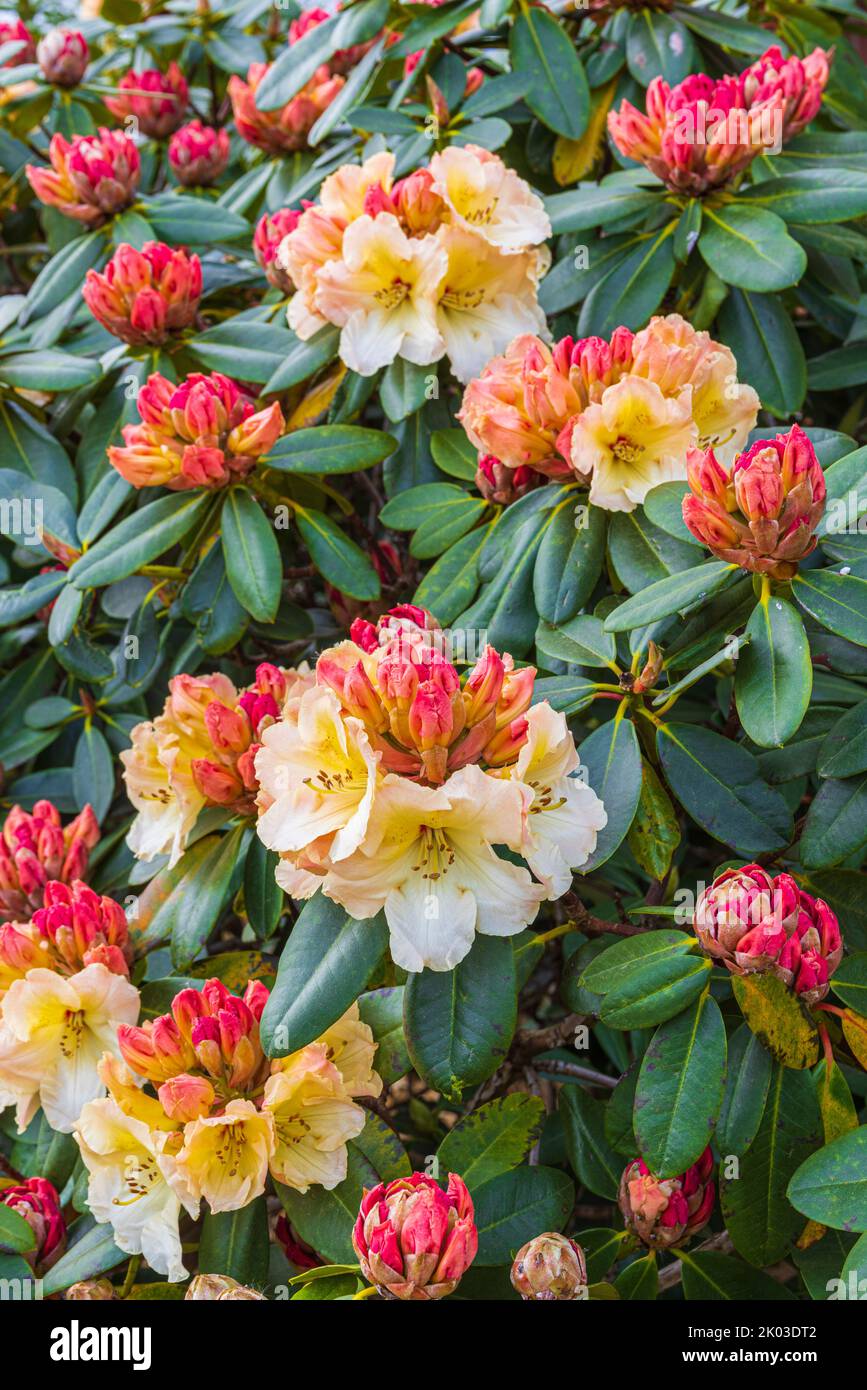 rhododendron mit hornspne dngen Rhododendron Dnger von Flora Boost