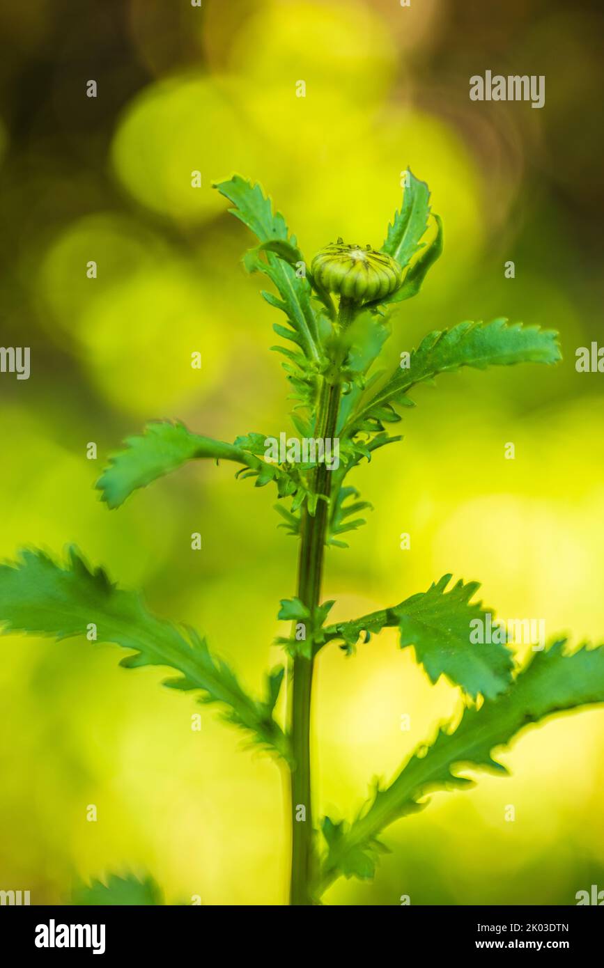 Grow plant in garden hi-res stock photography and images - Alamy