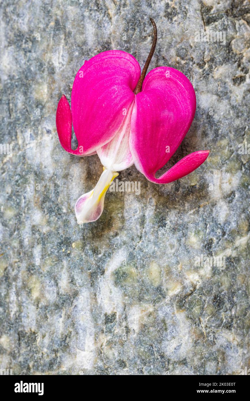 Tearing heart, flower on stone, still life Stock Photo