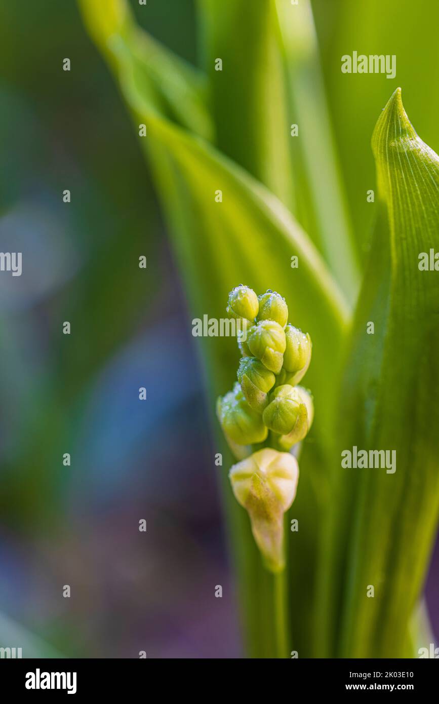 Lily of the valley (Convallaria majalis) buds Stock Photo