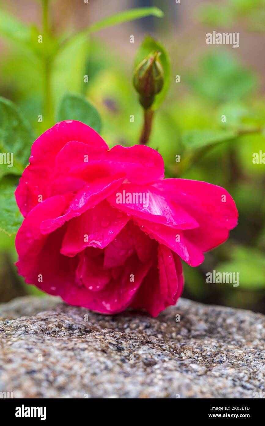 Rose after rain in garden Stock Photo Alamy