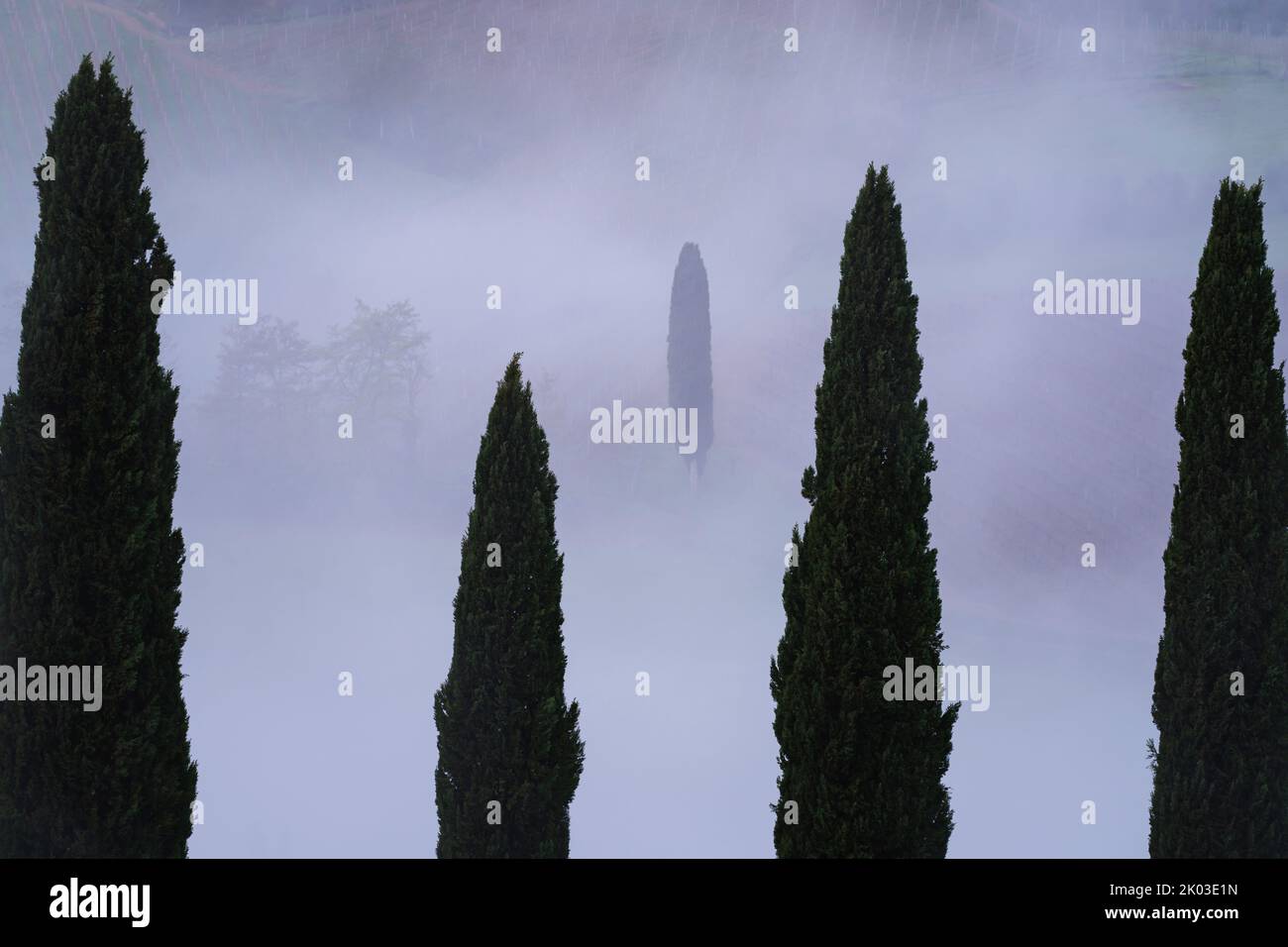 Fog, morning in Tuscany, cypress trees, Siena, Italy Stock Photo