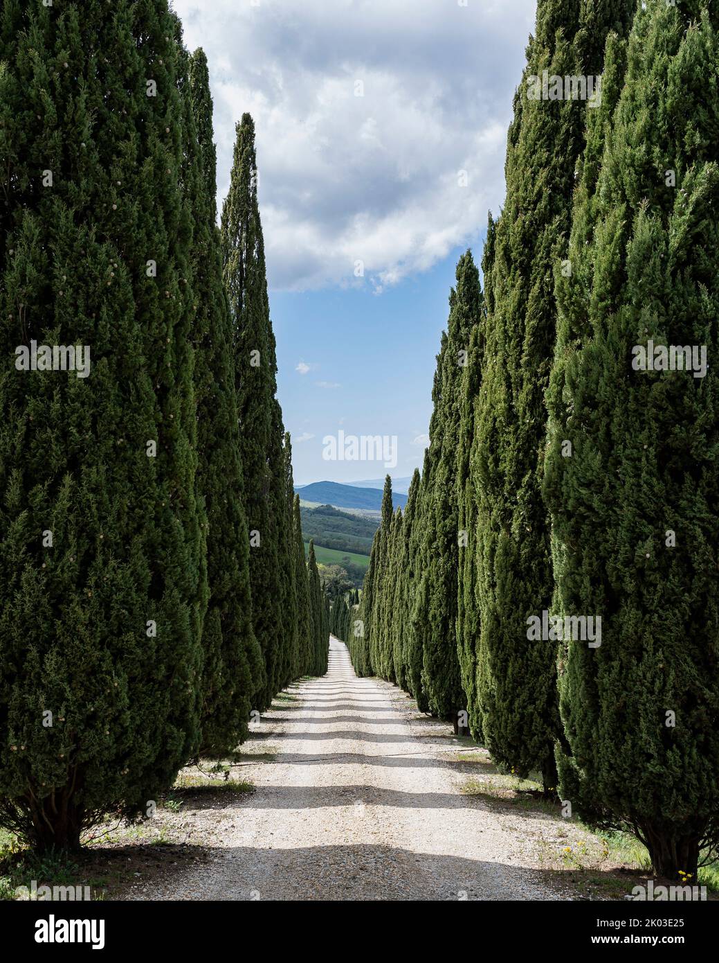 Street with cypress trees, Siena, Tuscany, Italy Stock Photo