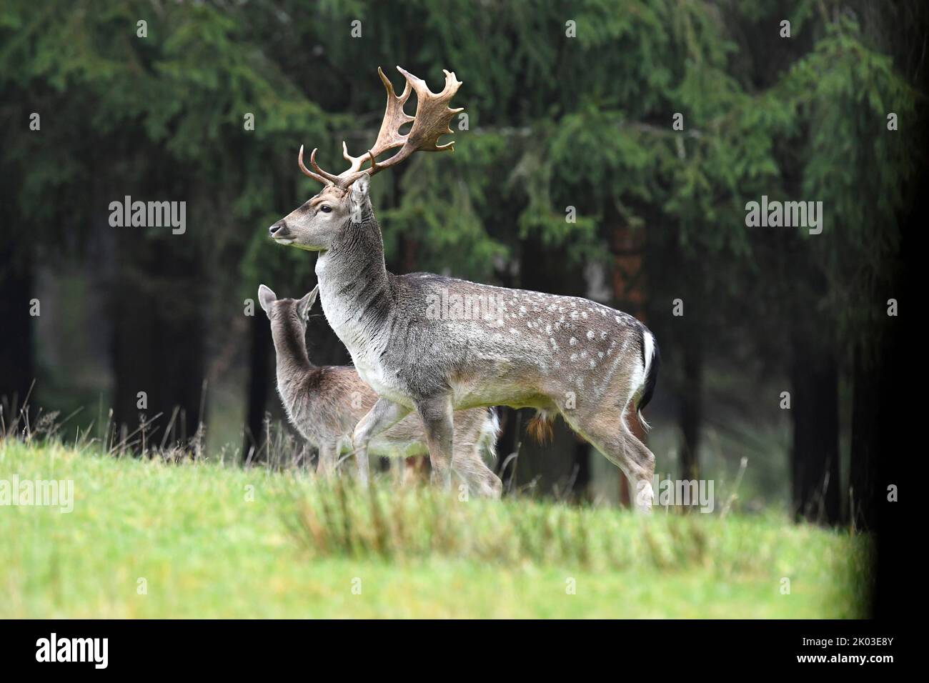 Fallow deer Stock Photo