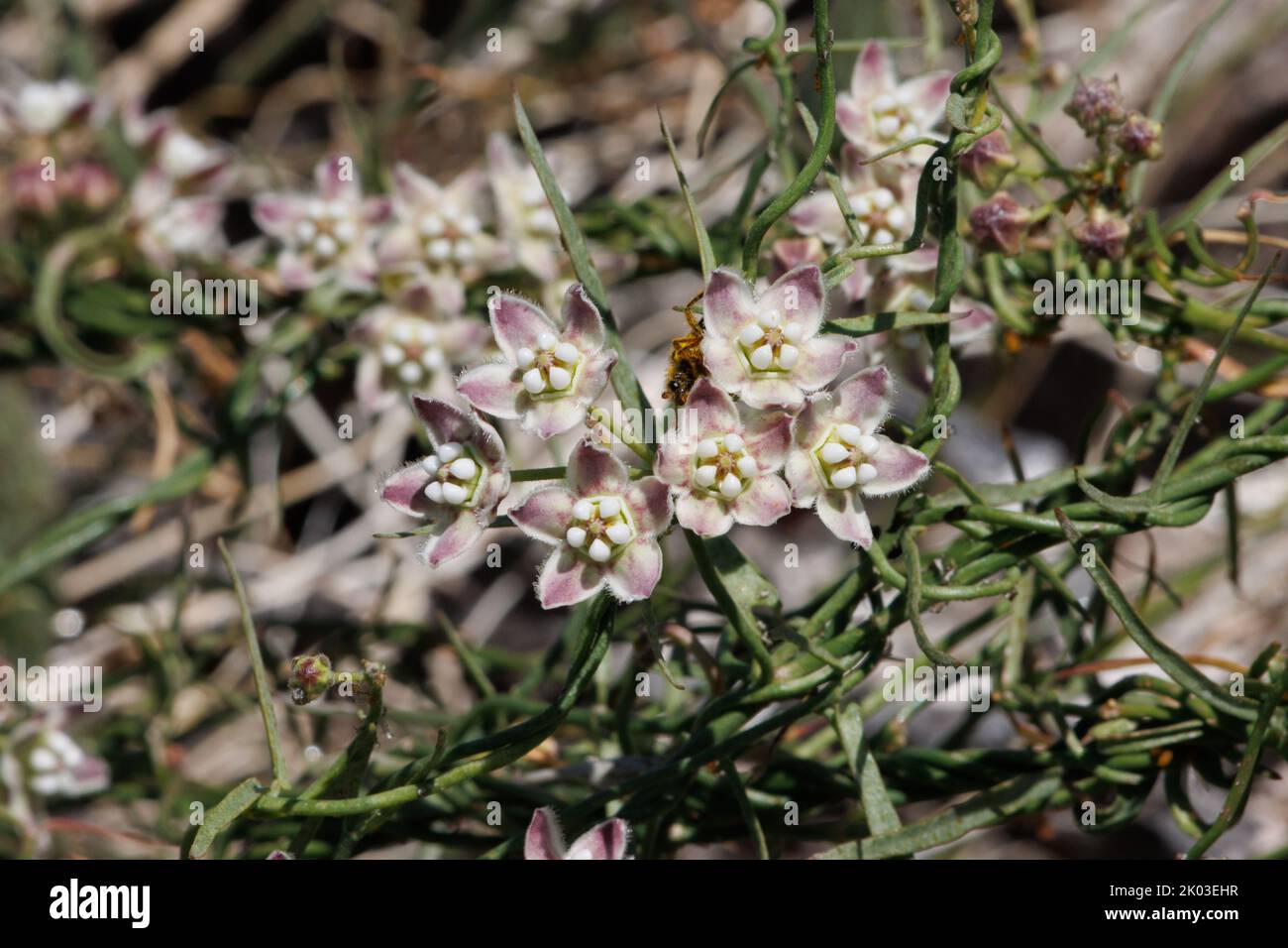 White flowering cymose umbel inflorescence of Funastrum Cynanchoides, Apocynaceae, native perennial herb in the Coachella Valley Desert, Springtime. Stock Photo