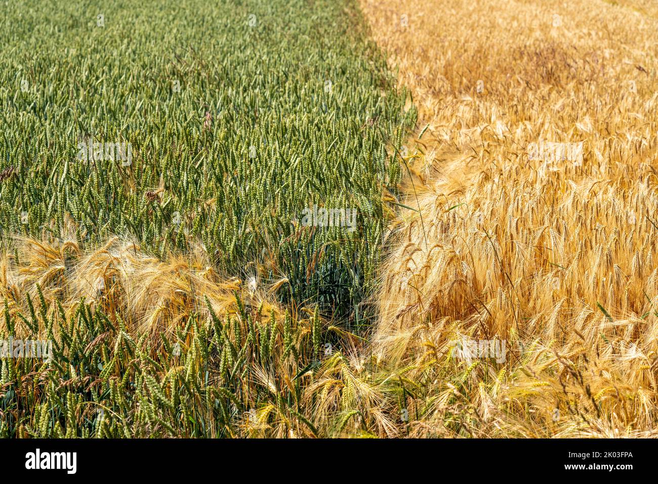 Grain field, wheat, soft wheat, ears, green, left, barley field right, ready for harvest, field flowers, Stock Photo