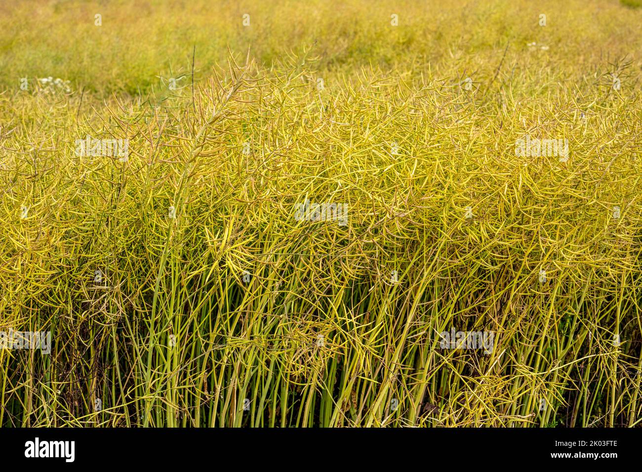 Rape field, field ready for harvest Stock Photo - Alamy