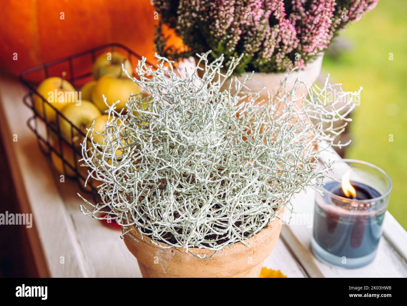 Decorative Silver color Cushion bush, Calocephalus brownii or Leucophyta and heather flowers as autumn home decoration element, decorated with apples. Stock Photo