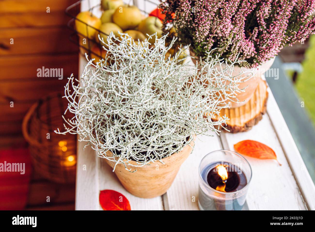 Decorative Silver color Cushion bush, Calocephalus brownii or Leucophyta and heather flowers as autumn home decoration element, decorated with apples. Stock Photo