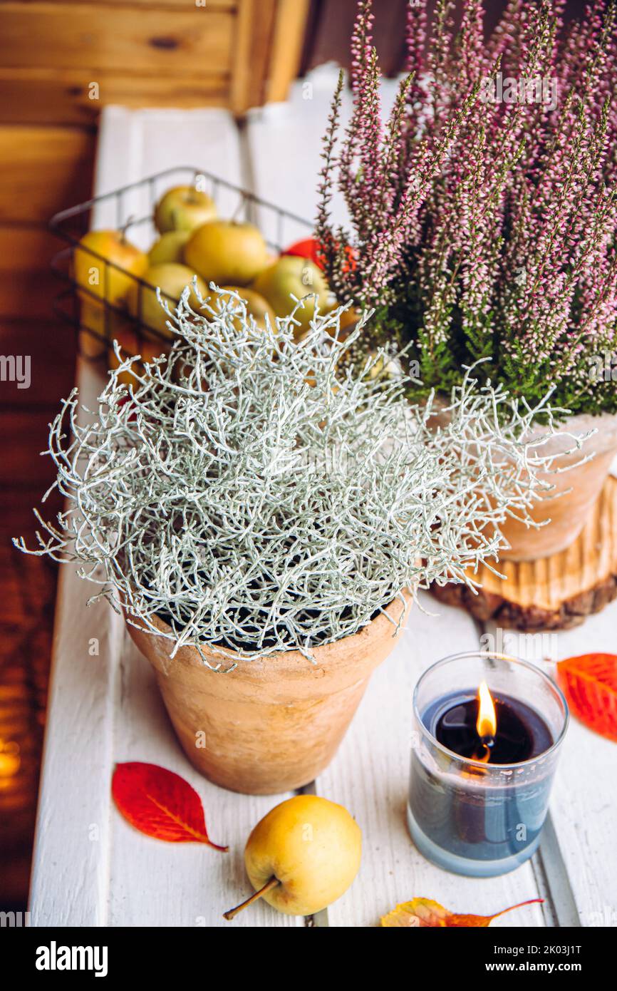 Decorative Silver color Cushion bush, Calocephalus brownii or Leucophyta and heather flowers as autumn home decoration element, decorated with apples. Stock Photo