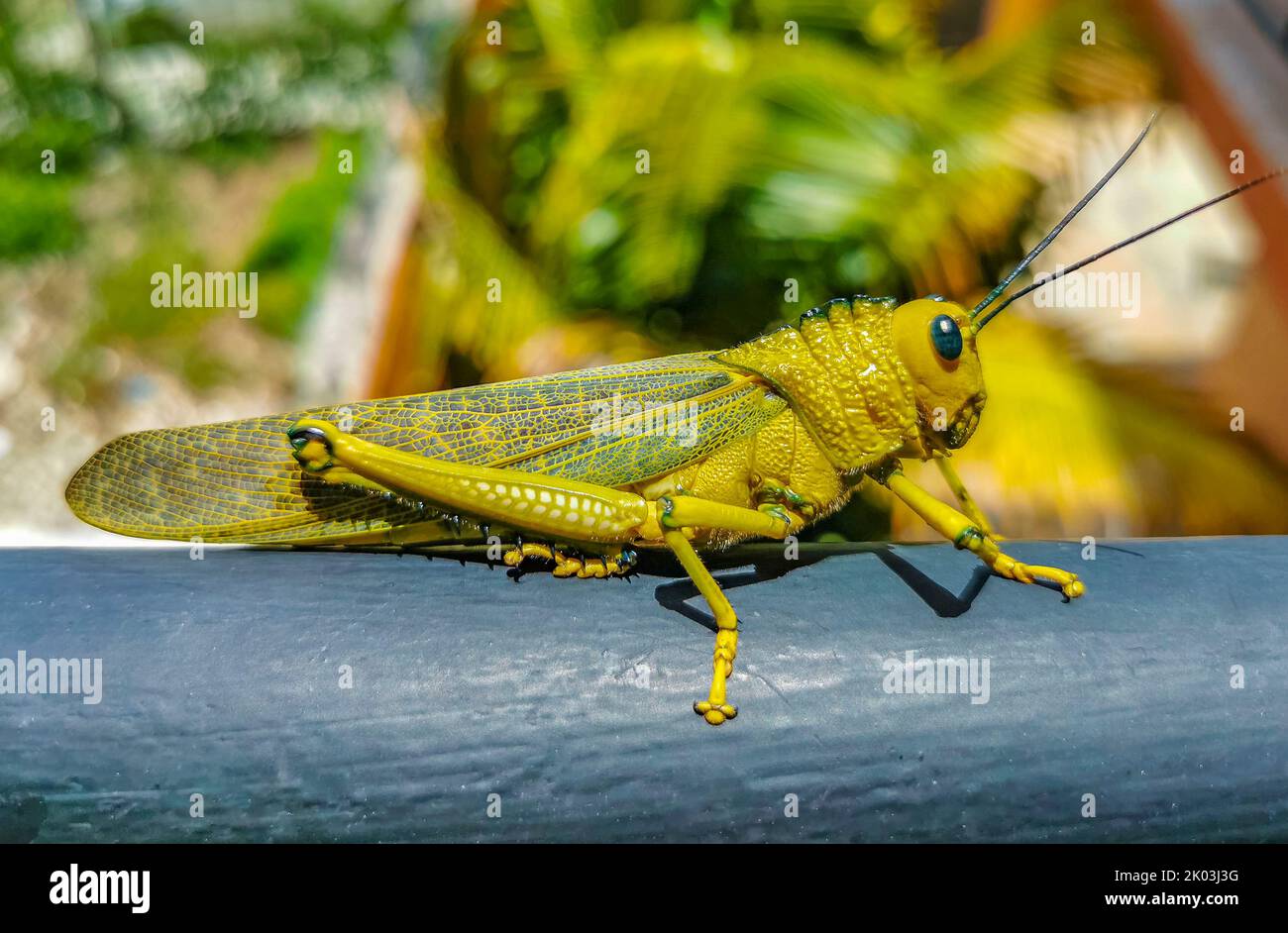 Huge giant green grasshopper sitting on metal railing in Playa del 