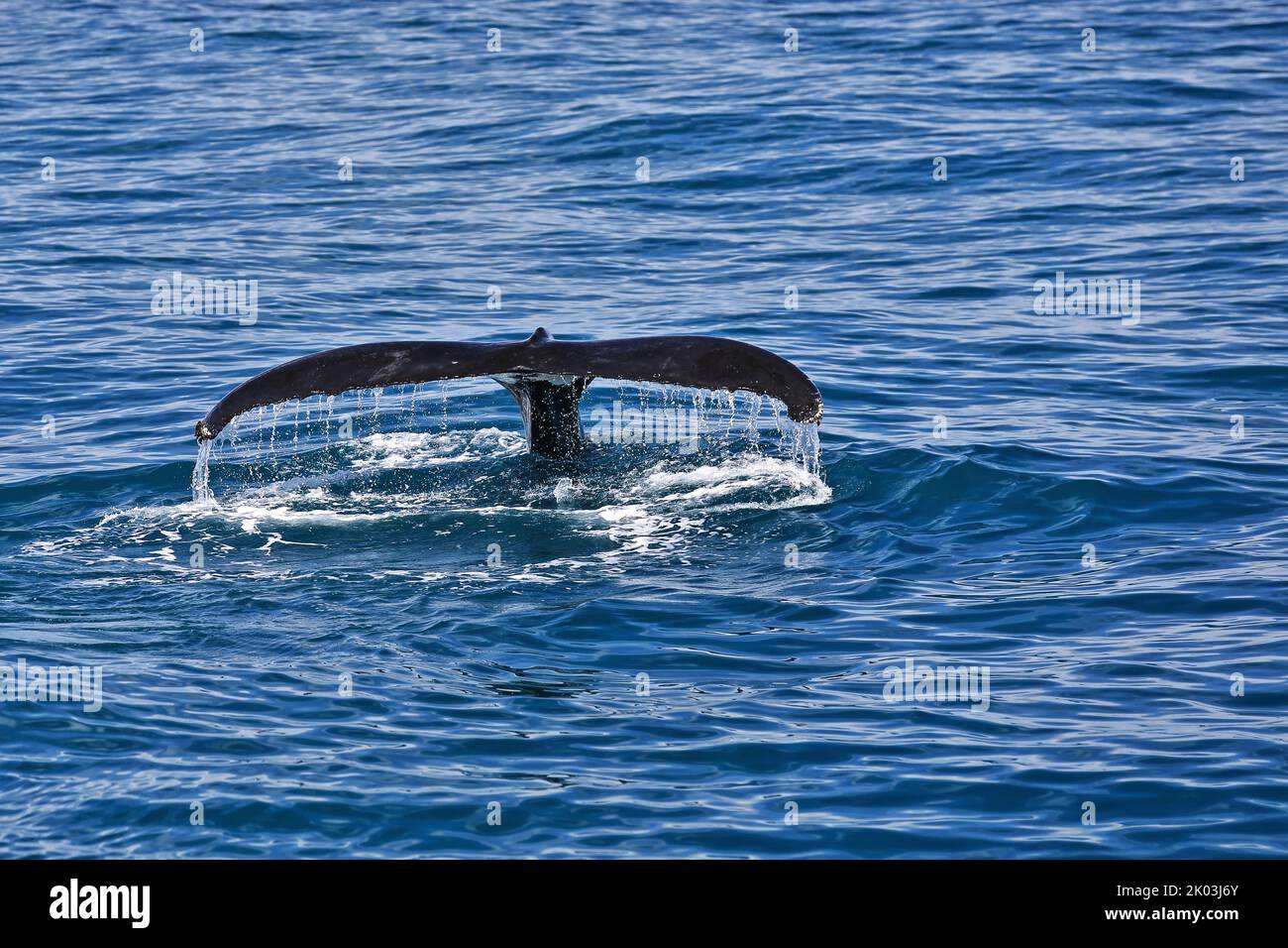129 Southern humpback whale-Megaptera novaeangliae australis lobtailing in Moreton Bay. Brisbane-Australia Stock Photo