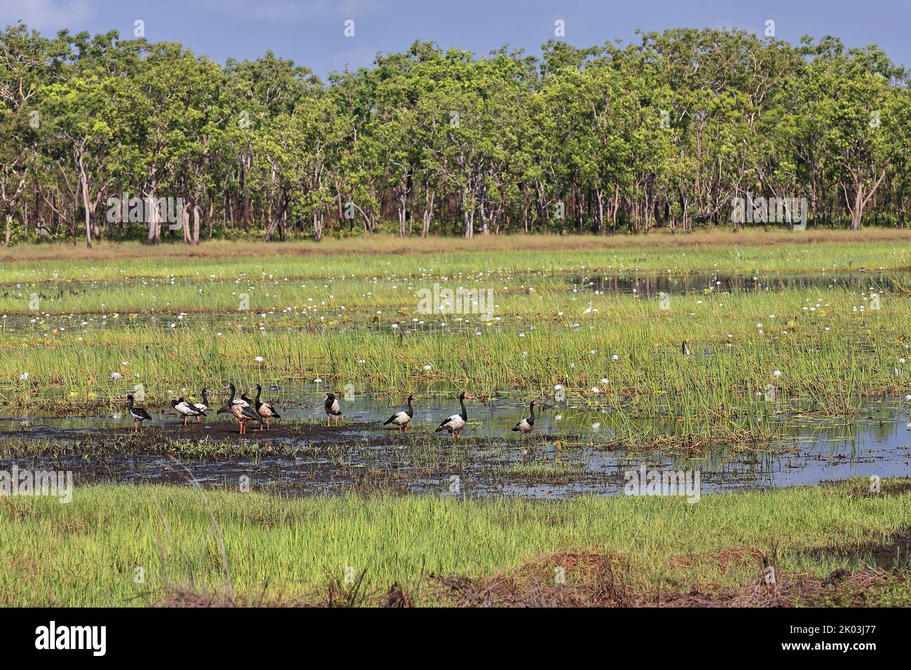 151 Marshlands and birdlife in the Port Darrwin wetlands. Nothern Territory-Australia. Stock Photo
