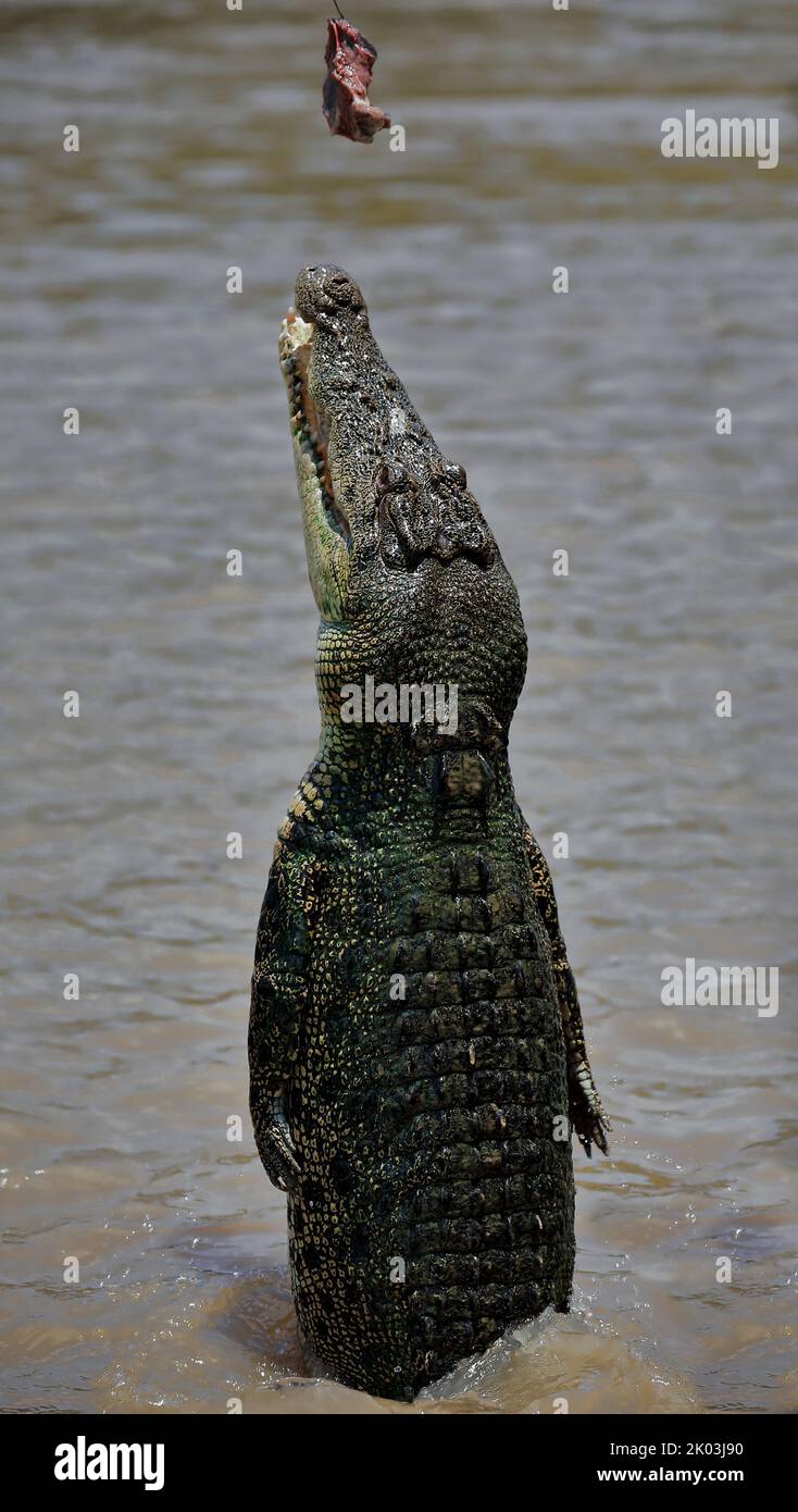 159 Large saltwater crocodile jumping out ot the water to catch bait. Adelaide River-Australia. Stock Photo